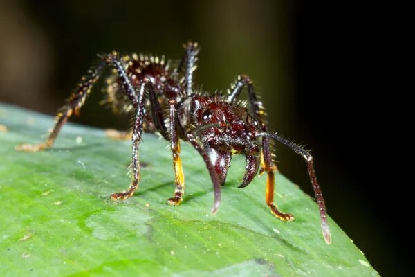    Dr Morley Read via Getty