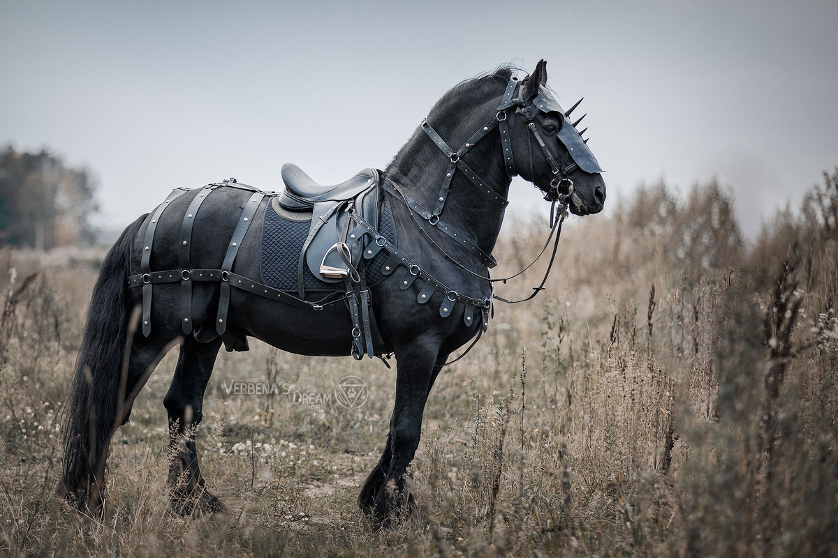 Таким мог бы быть конь богатыря. Знакомьтесь, Святогор