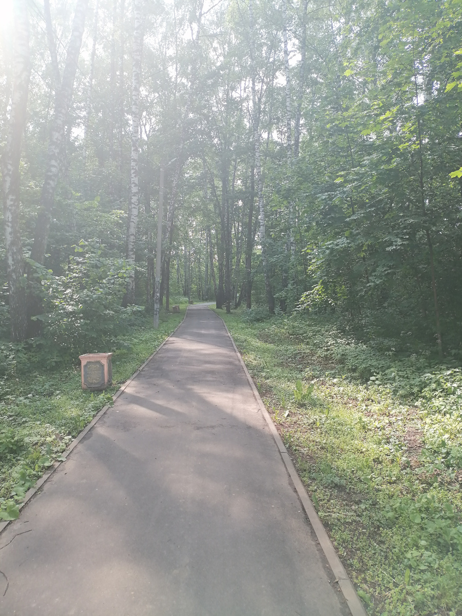 Лесные прогулки