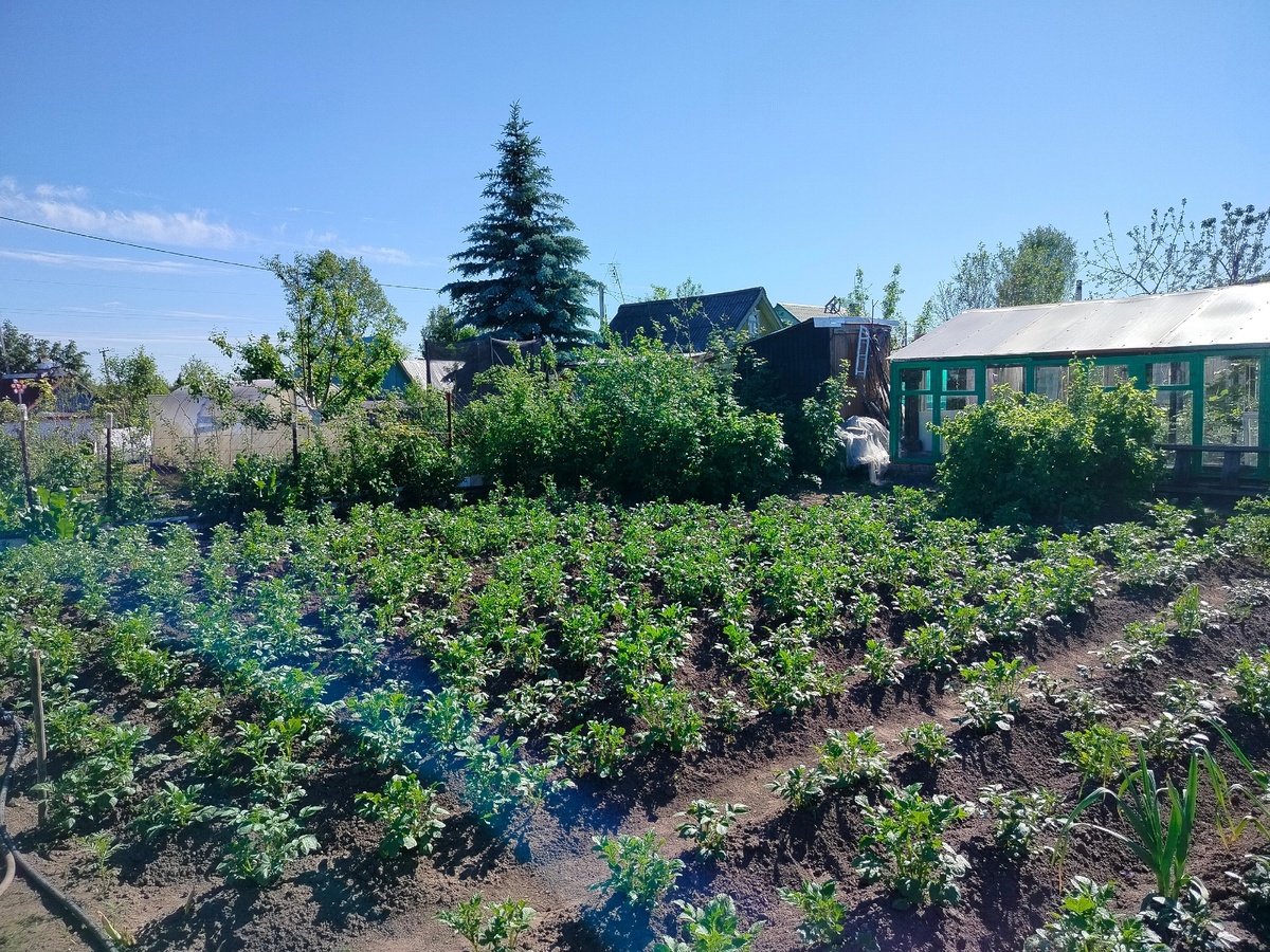    Как только зацвел картофель - тут же сыплю под корень: 20 кустов обеспечат урожаем на всю зиму