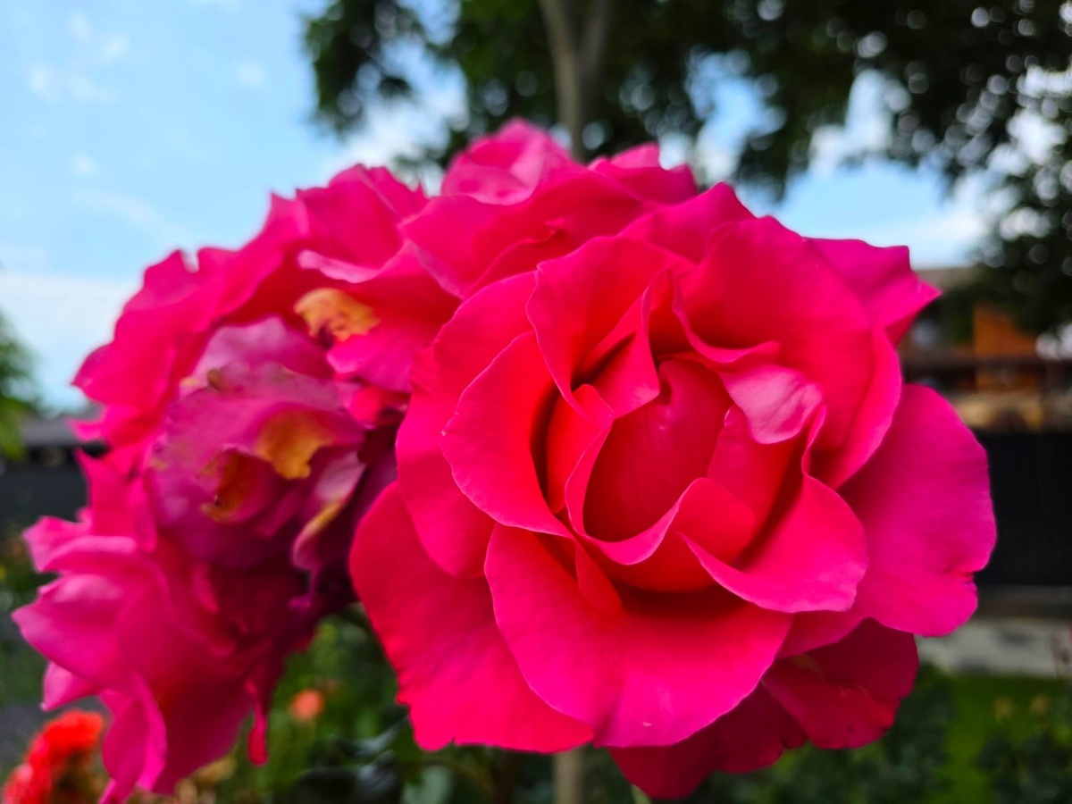 Фото Яндекса.