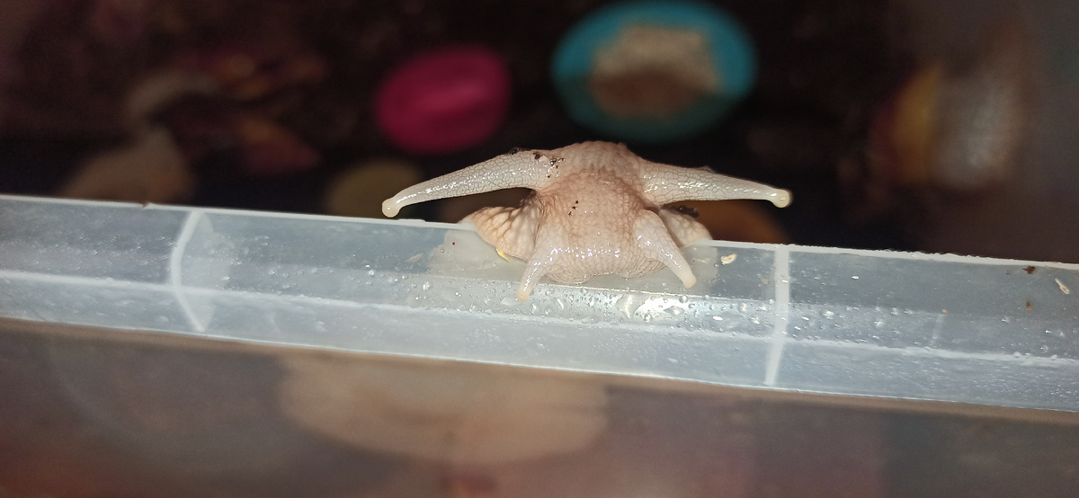 Вкусненького принесла?