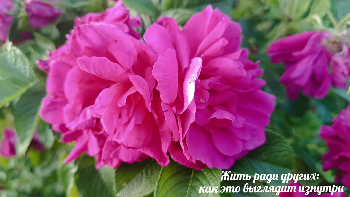 Шиповник зацвел. Красивый. Крупный, Ароматный. Запах разносится на всю округу.