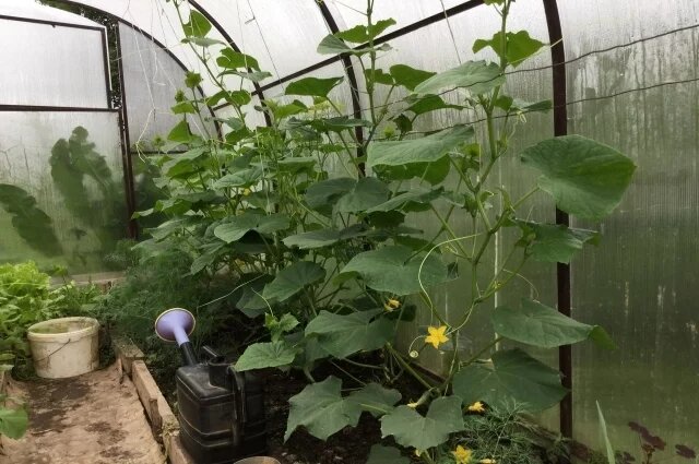    Как делается подкормка огурцов дрожжами и не только?