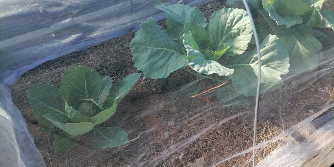 Чем подкормить капусту для роста листьев и кочана?