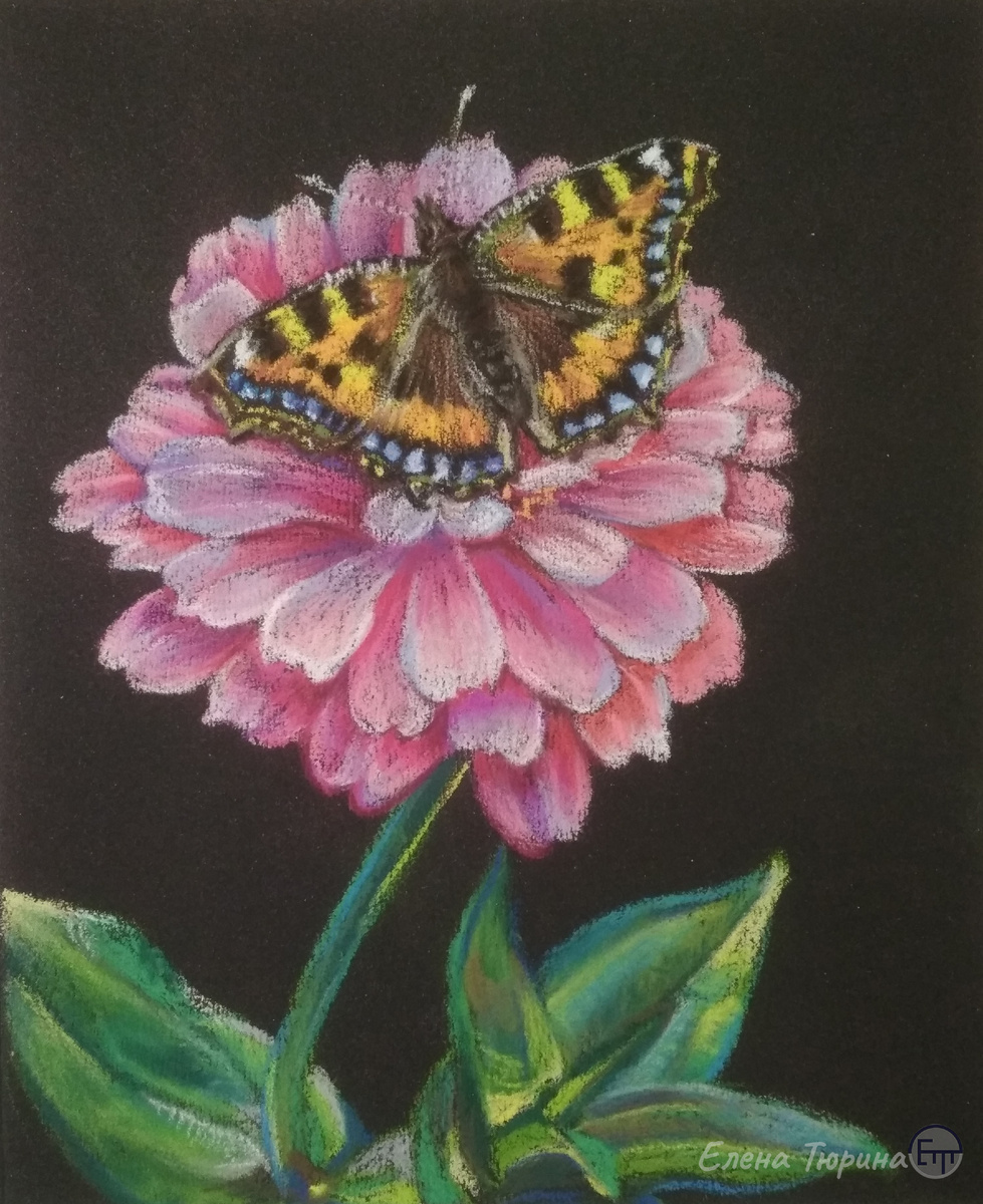 Художник: Елена Тюрина. Бабочка крапивница. Сухая пастель. Размер: 280x230 мм.