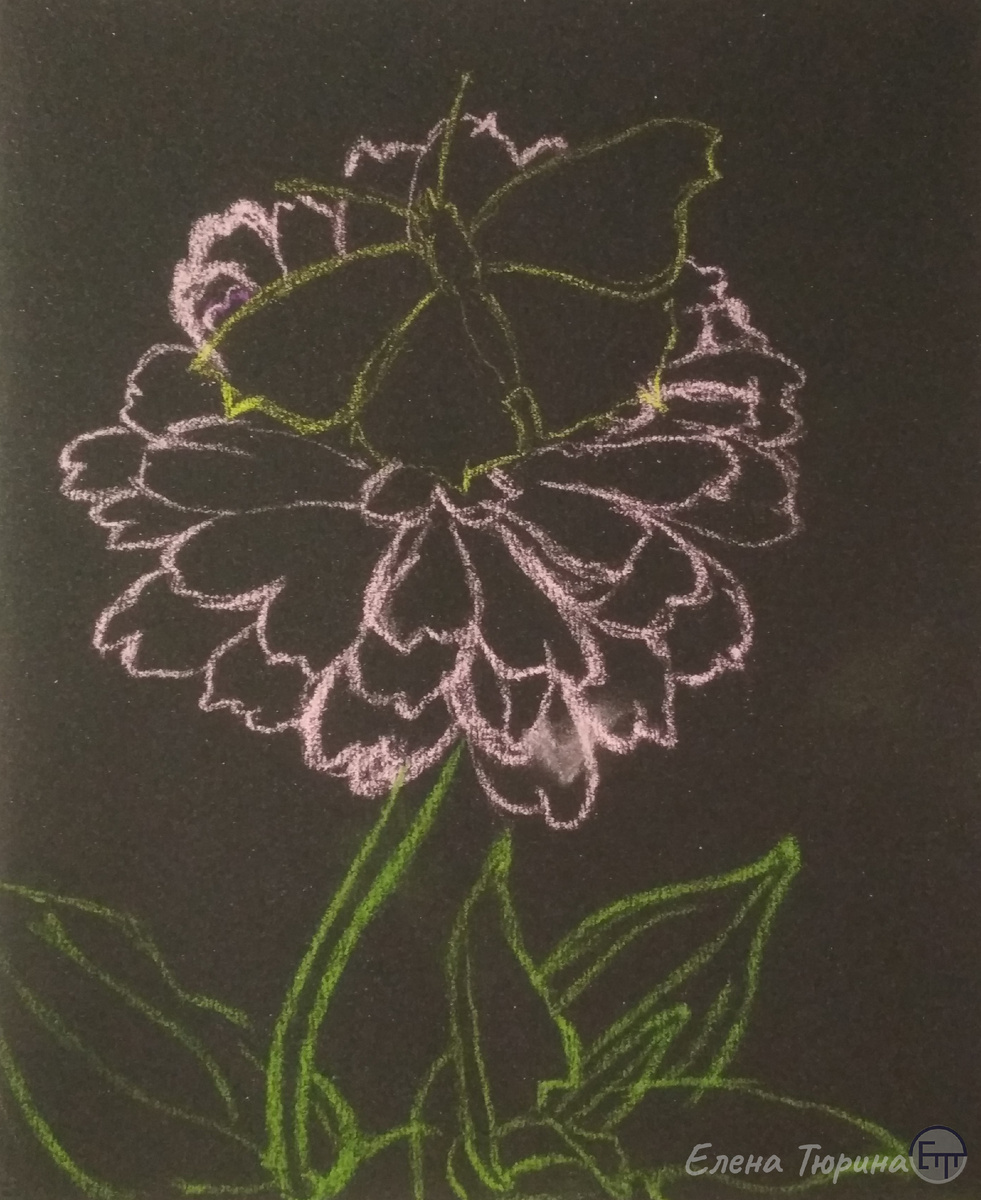 Художник: Елена Тюрина. Бабочка крапивница. Сухая пастель. Размер: 280x230 мм. Этап I