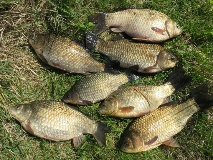 Караси пойманные летом. Источник фото ru.pinterest.com