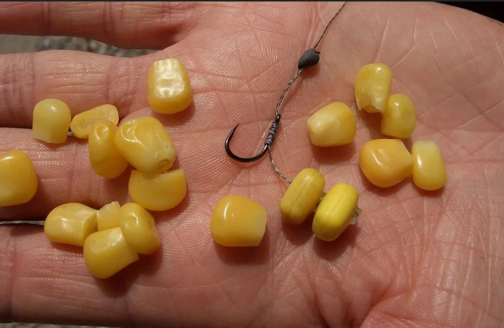 Кукуруза для ловли карася. Источник фото Яндекс Карты