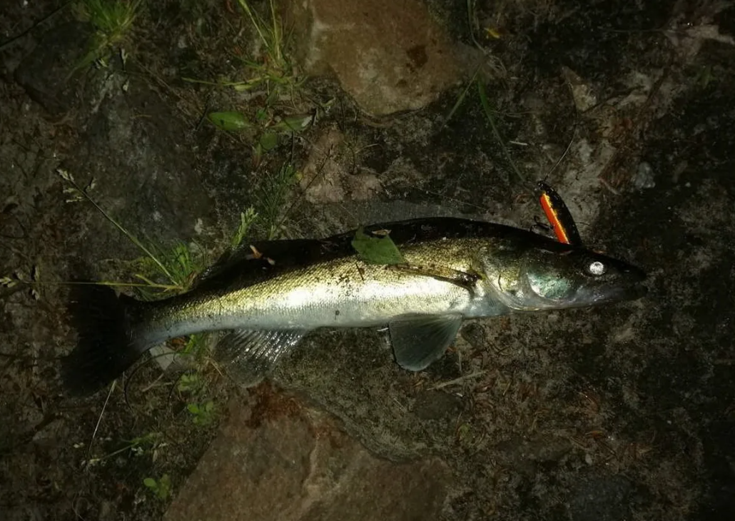 Судак пойманный летом ночью. Источник фото tvoyulov.ru