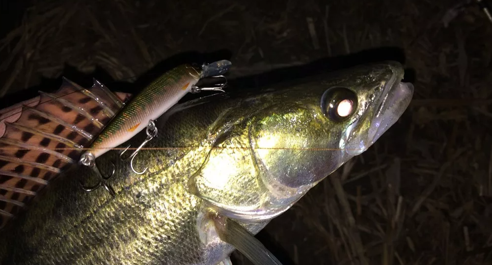 Секреты ловли ночного судака в конце июня: личный опыт, проверенные приманки и рабочие точки
