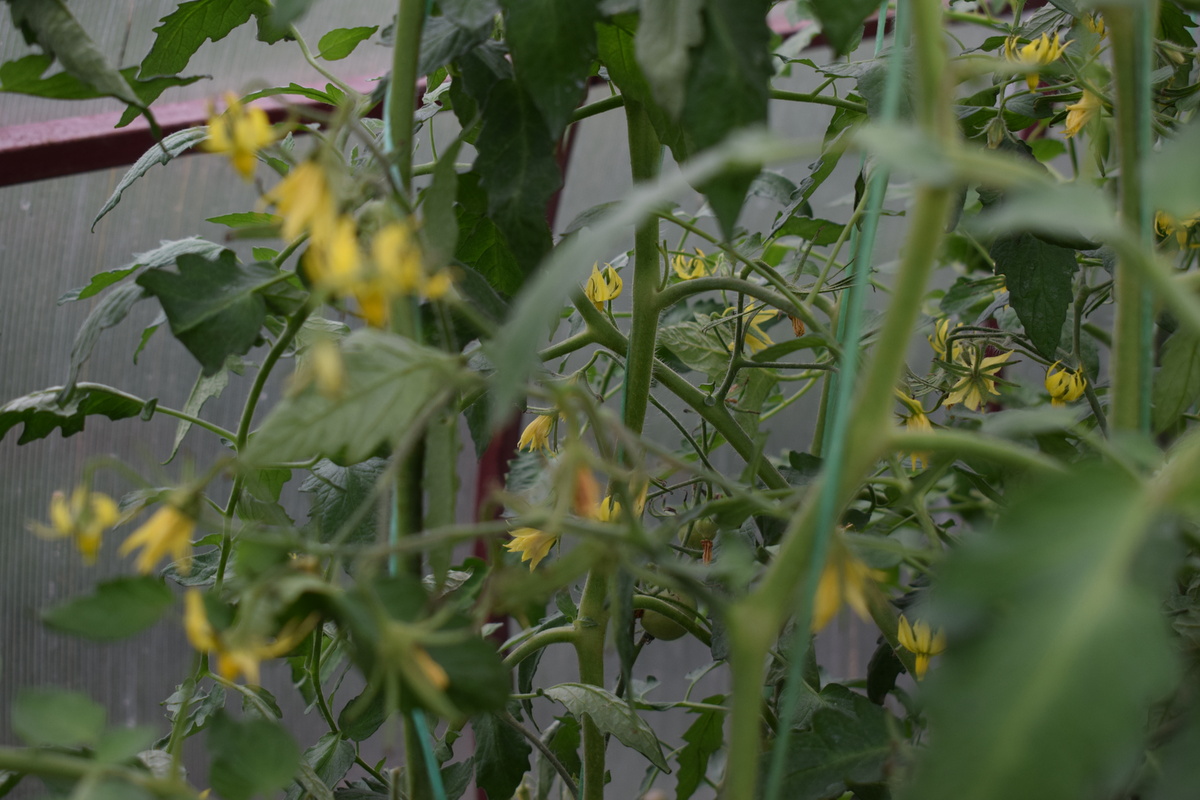 томаты в теплице цветут(фото автора)