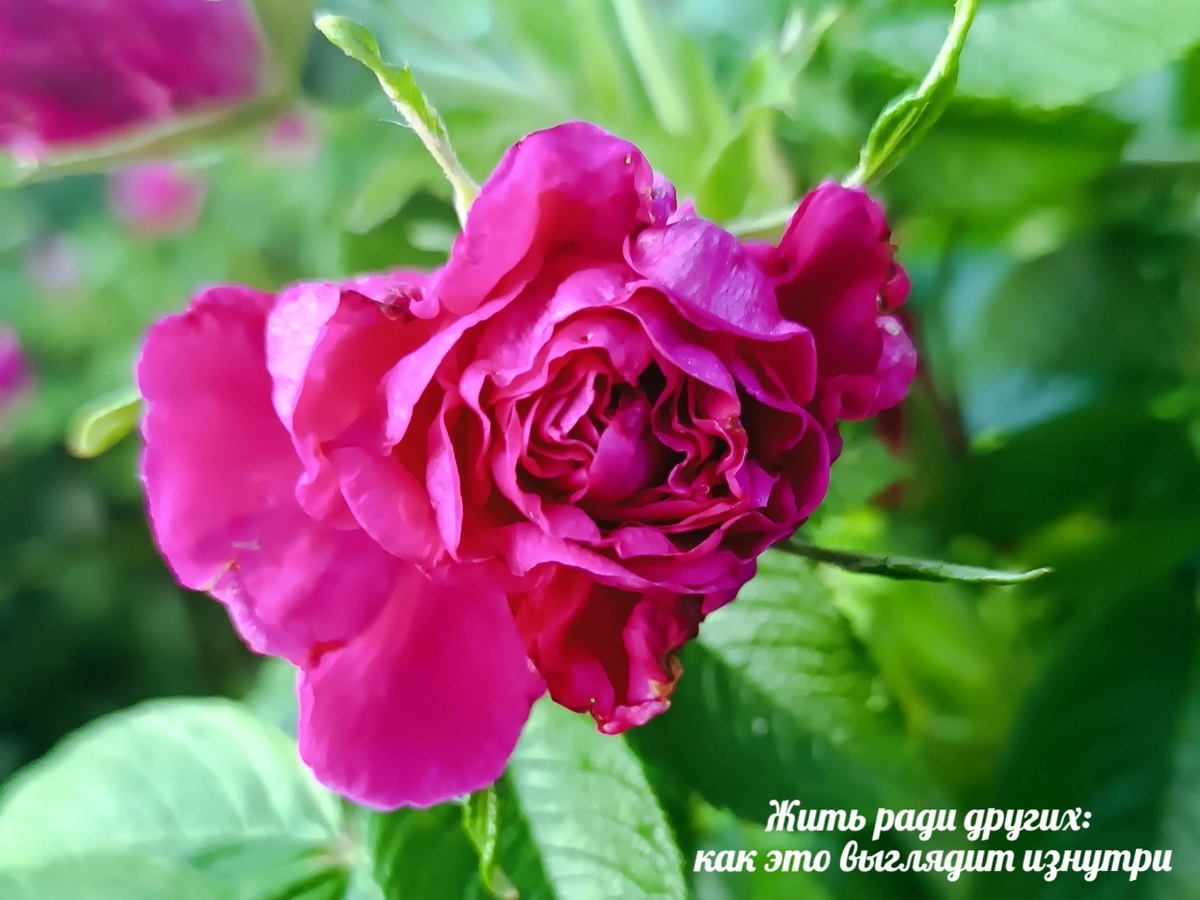 Пусть шиповник и будет обложкой серии. Красивый же)))