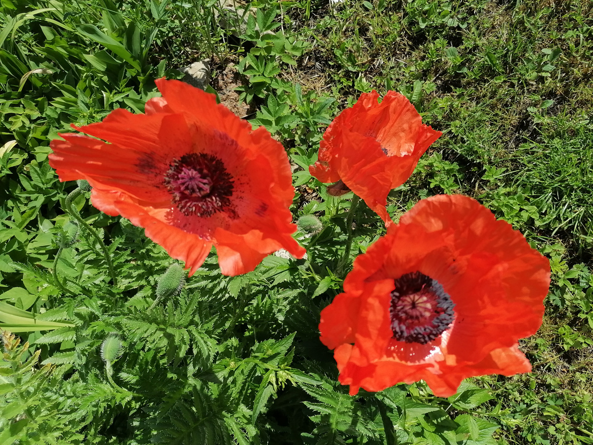 Восточный мак. Фото автора.