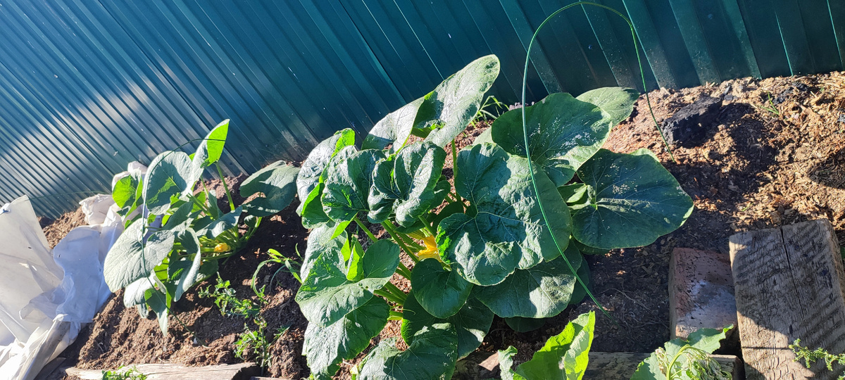 Жара спала и тыквы потихоньку стали оживать. Есть ещё три корня, но они по-прежнему очень плохо себя чувствуют. 