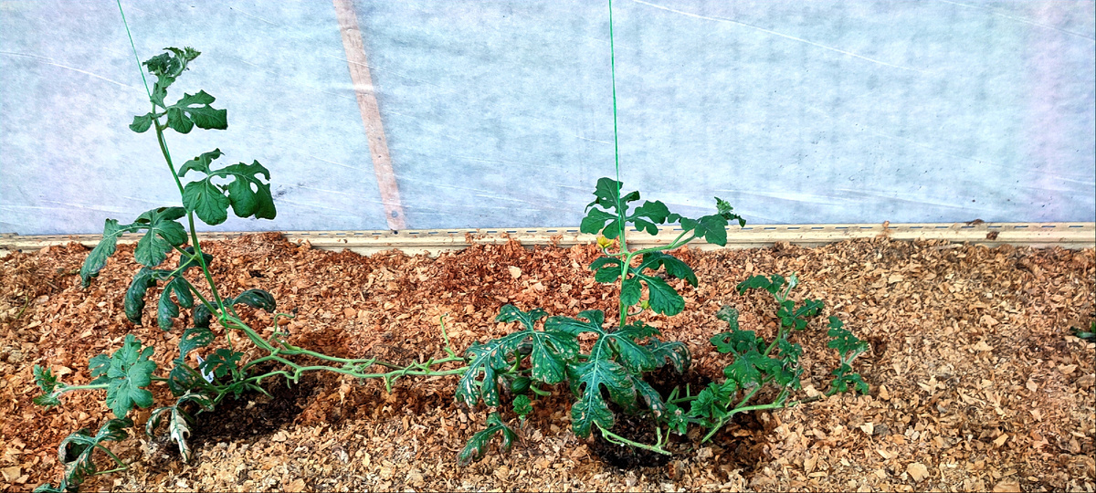 Ну не пышущие конечно здоровьем кусты, но хотя бы зелёные. 