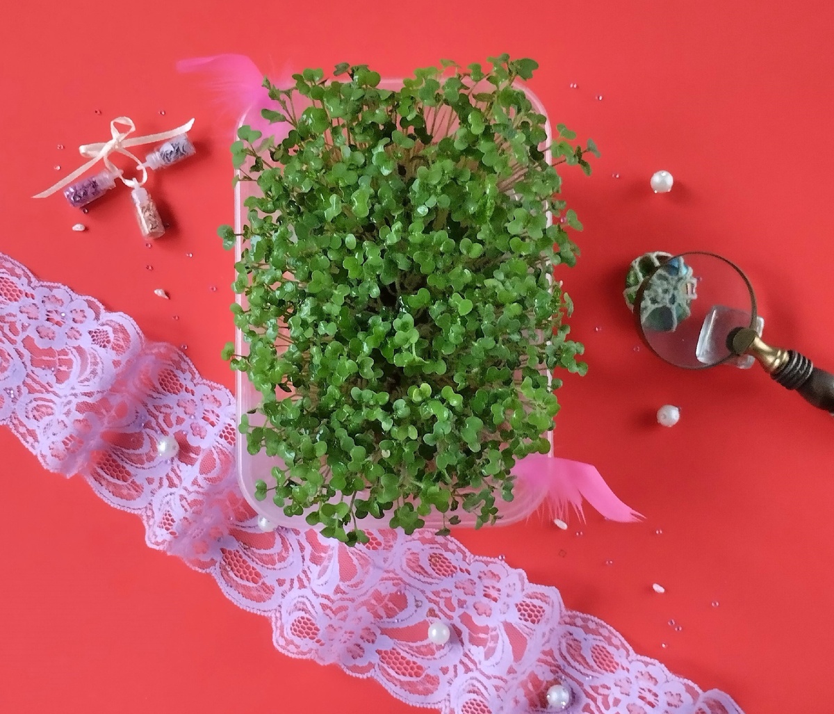 Микрозелень горчицы желтой.