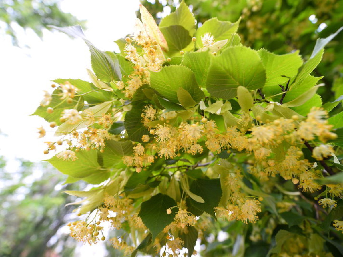 Липа цветет