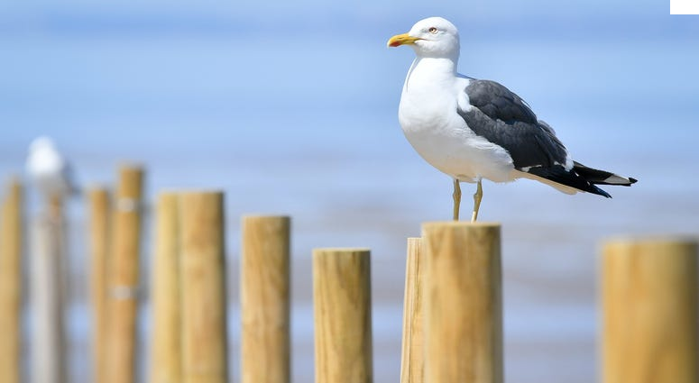 Разнообразие видов: Существует более 50 видов чаек, и они варьируются по размеру и окрасу, от маленьких и светлых до больших и тёмных.Социальное поведение: Чайки часто образуют большие колонии, особенно во время гнездования. Они могут быть довольно агрессивными и защищают свою территорию.Интеллект: Чайки довольно умные птицы. Они умеют использовать инструменты, чтобы добывать пищу, например, они могут бросать камни на оболочки моллюсков.Разнообразие пищи: Эти птицы всеядны и питаются рыбой, креветками, насекомыми, остатками пищи от людей и даже мусором. Некоторые виды могут следовать за рыбаками, ожидая, когда они выбросят улов.Адаптация к среде: Чайки могут обитать как в прибрежных зонах, так и вдали от моря, например, в городах. Они прекрасно адаптировались к жизни рядом с человеком.Миграция: Многие виды чаек мигрируют на большие расстояния в поисках пищи и более тёплых мест в зимний период.Чайки часто становятся символом побережья и морского отдыха, и их можно встретить на пляжах, в портах и в маринах.