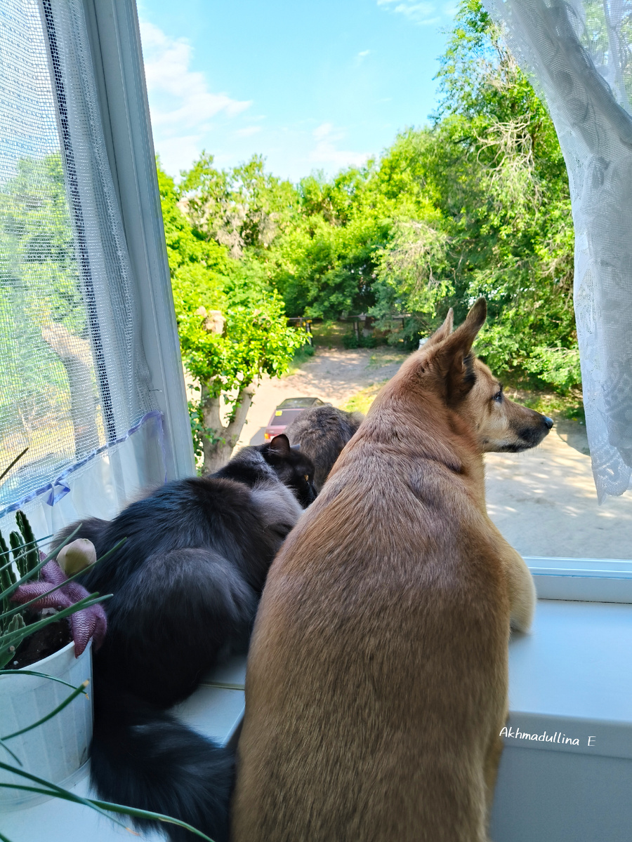 Сидят сплетни собирают со всего двора