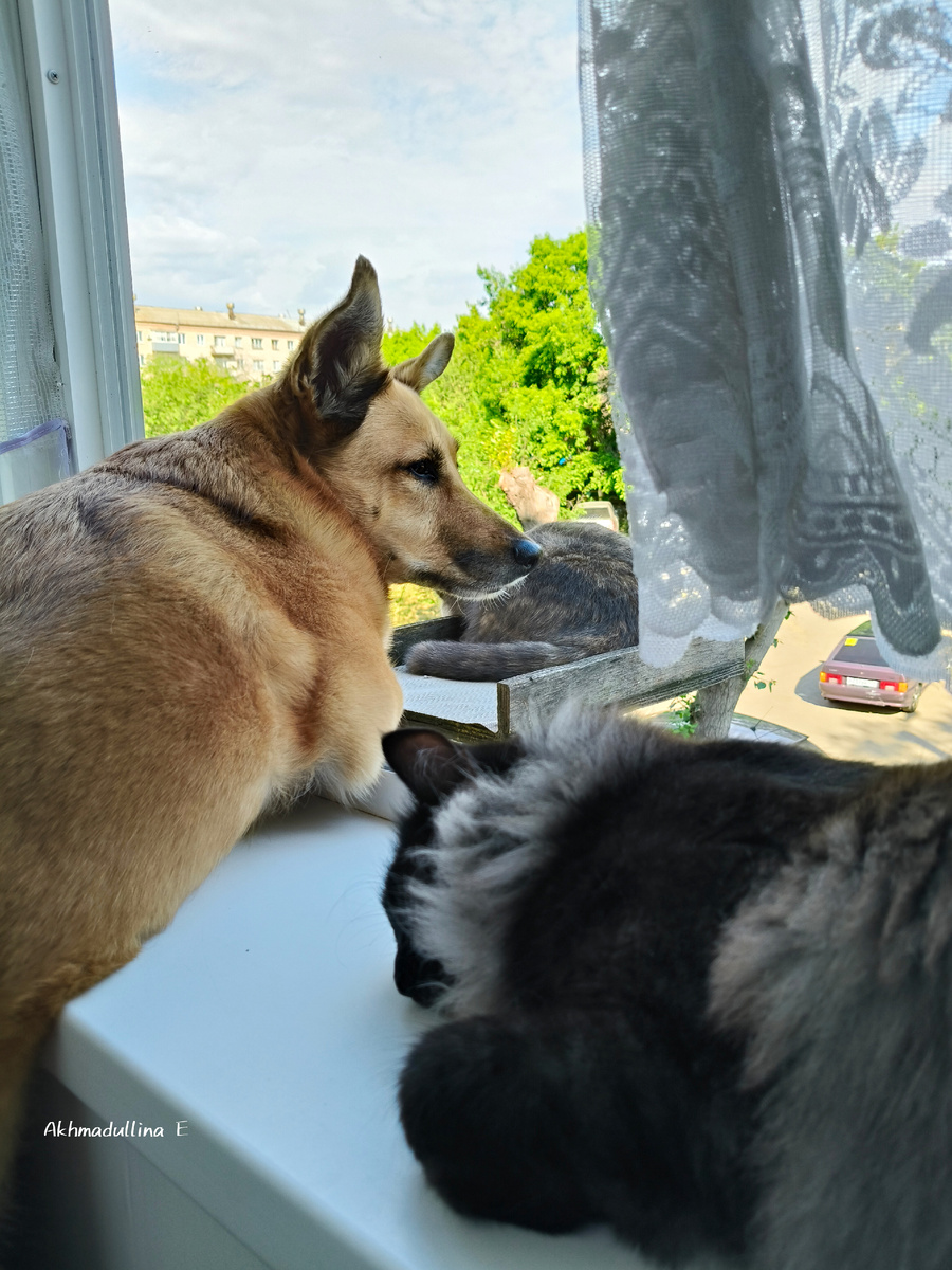 Пока кошки спят, Габи охраняет их сон 😀