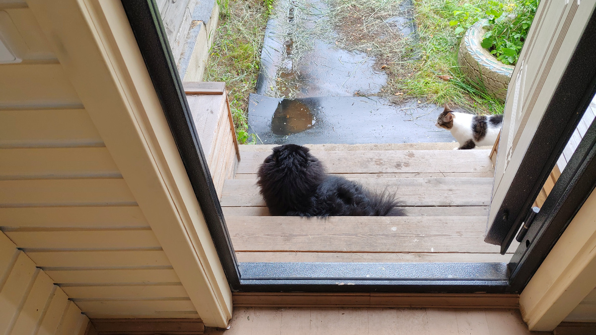 Эта парочка всегда рядом друг с другом. 