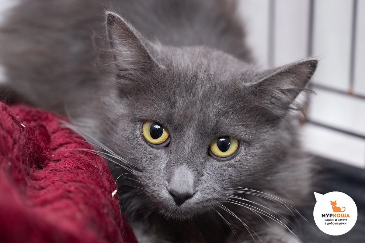 Айтор был найден на улице.