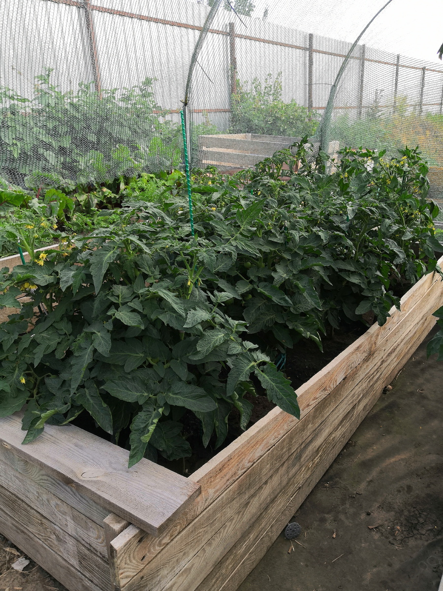 Вот такая лохматость. На фото томат-гном Джереми.