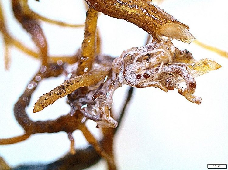     Защитниками биоразнообразия деревьев в лесу неожиданно стали патогенные почвенные грибы
