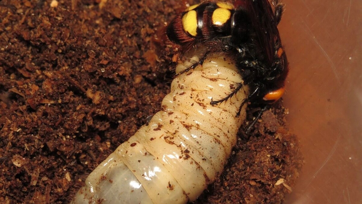     Источник: Sergey Bykovskii/wikimedia.org/cc by sa 4.0