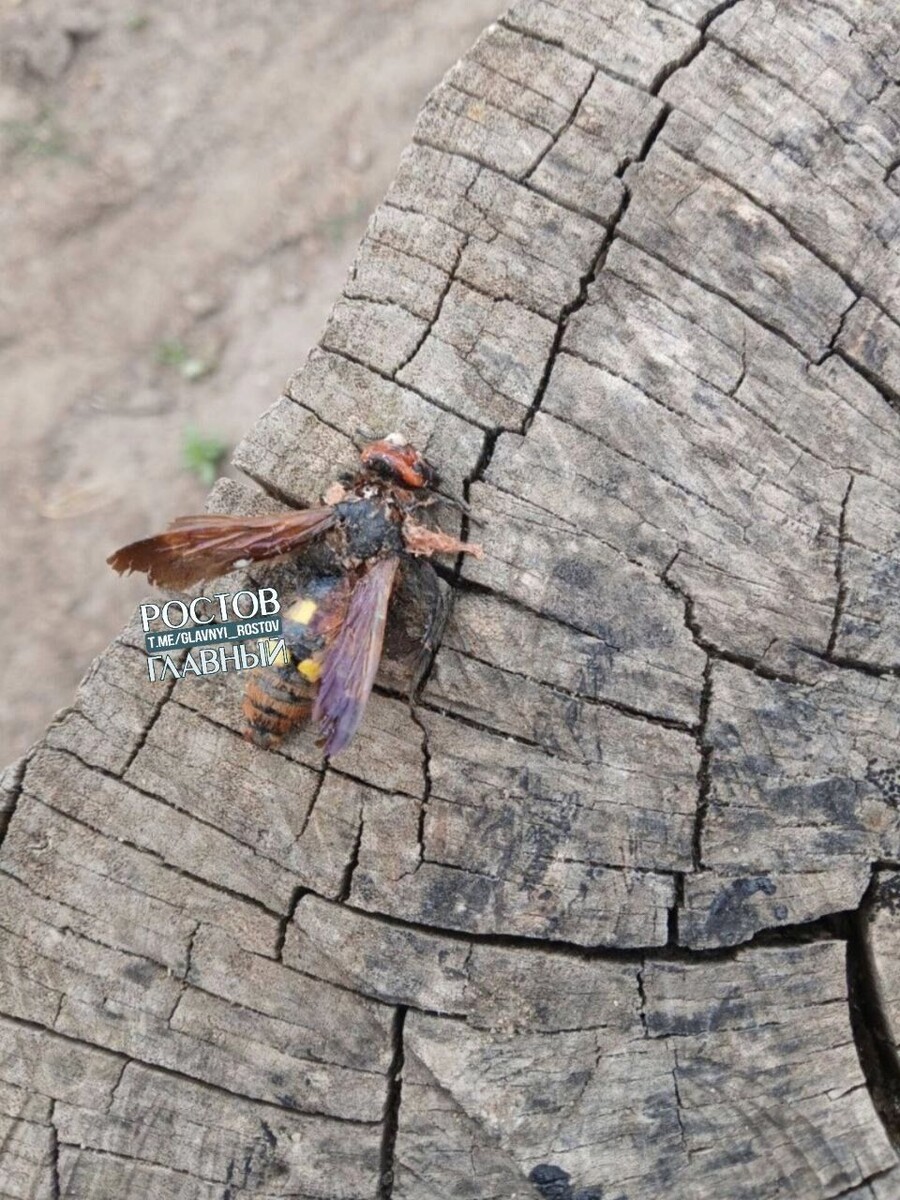     Источник: тг Ростов Главный