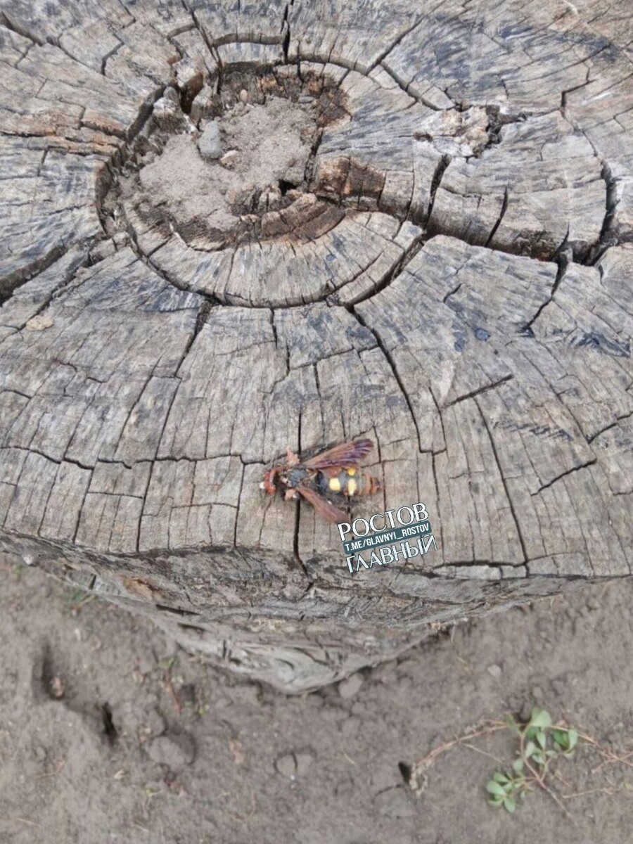     Источник: тг Ростов Главный