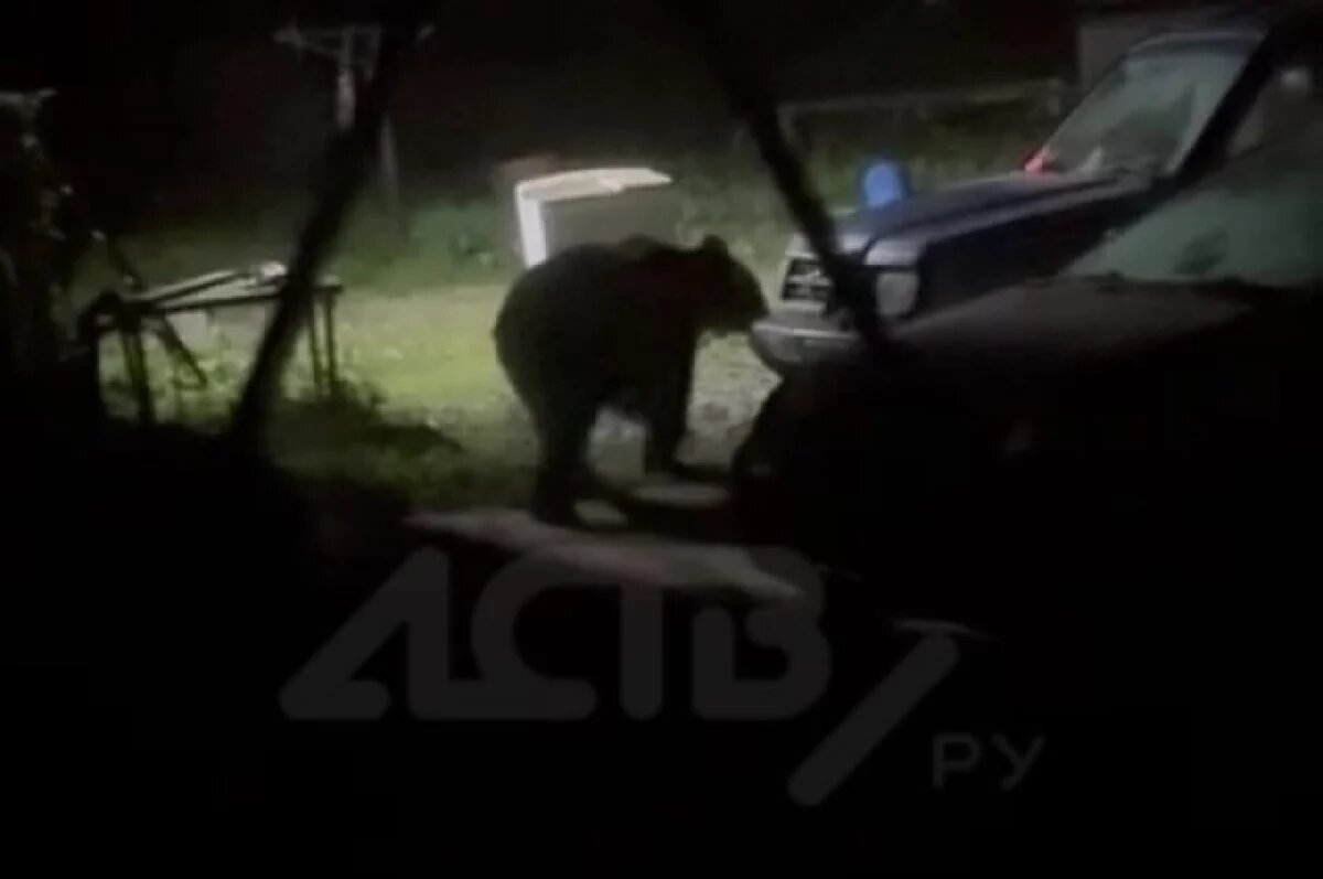    Медведь перелез через забор и ворвался во двор к людям на Сахалине