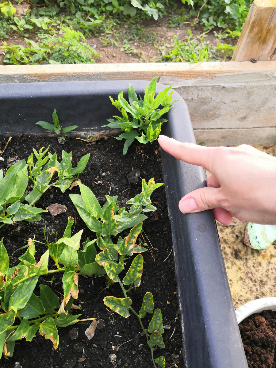 Отросток отдельно от соновной массы.