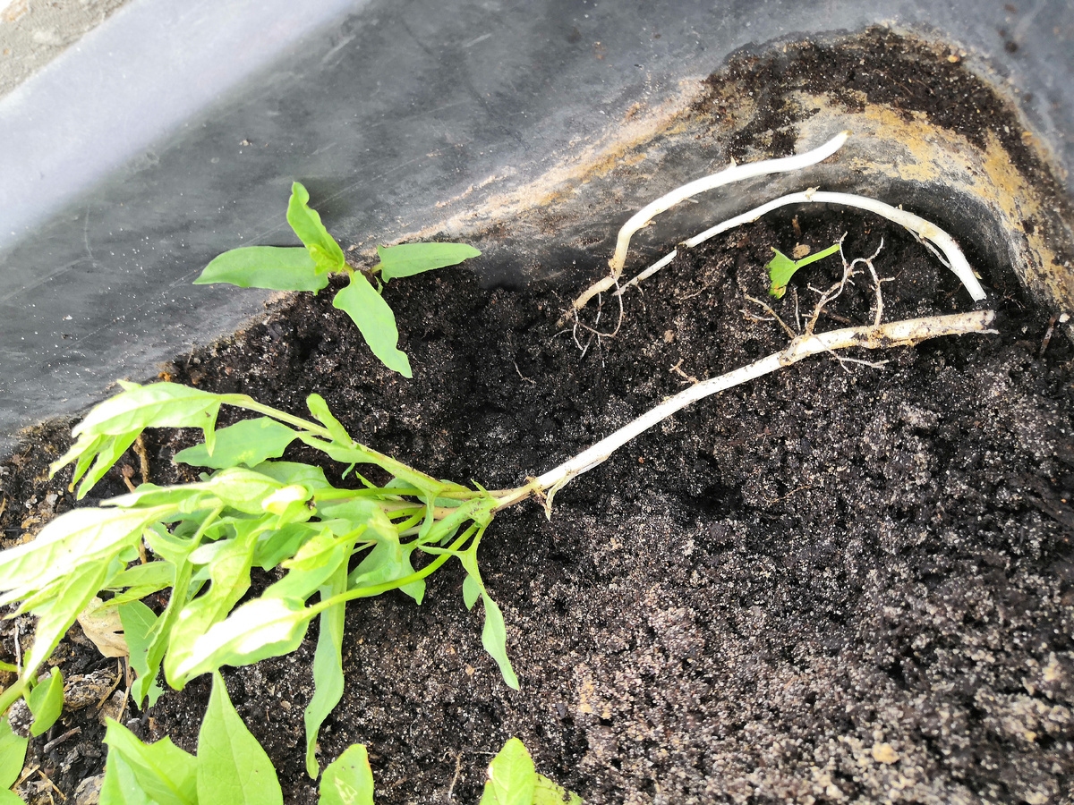 Отросток Калистегии с корневищем