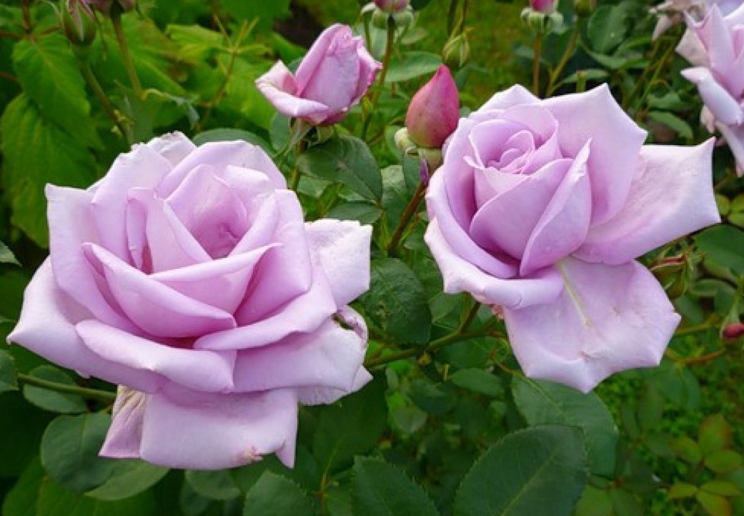 Роза "Голубой Нил"