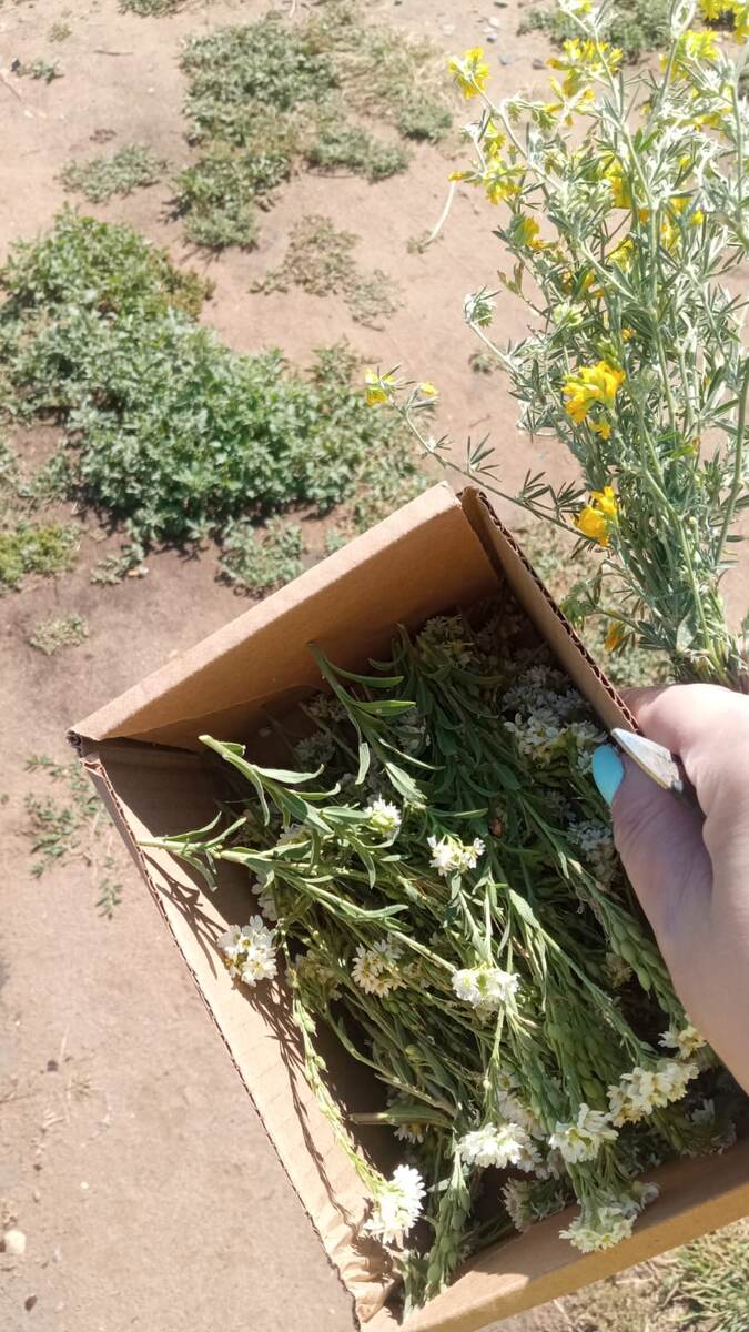 травы собираем только в тканевые мешочки или в такие картонные коробочки,в них можно и сушить.