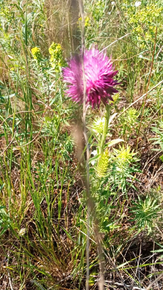 чертополох во всех красе..красавец.