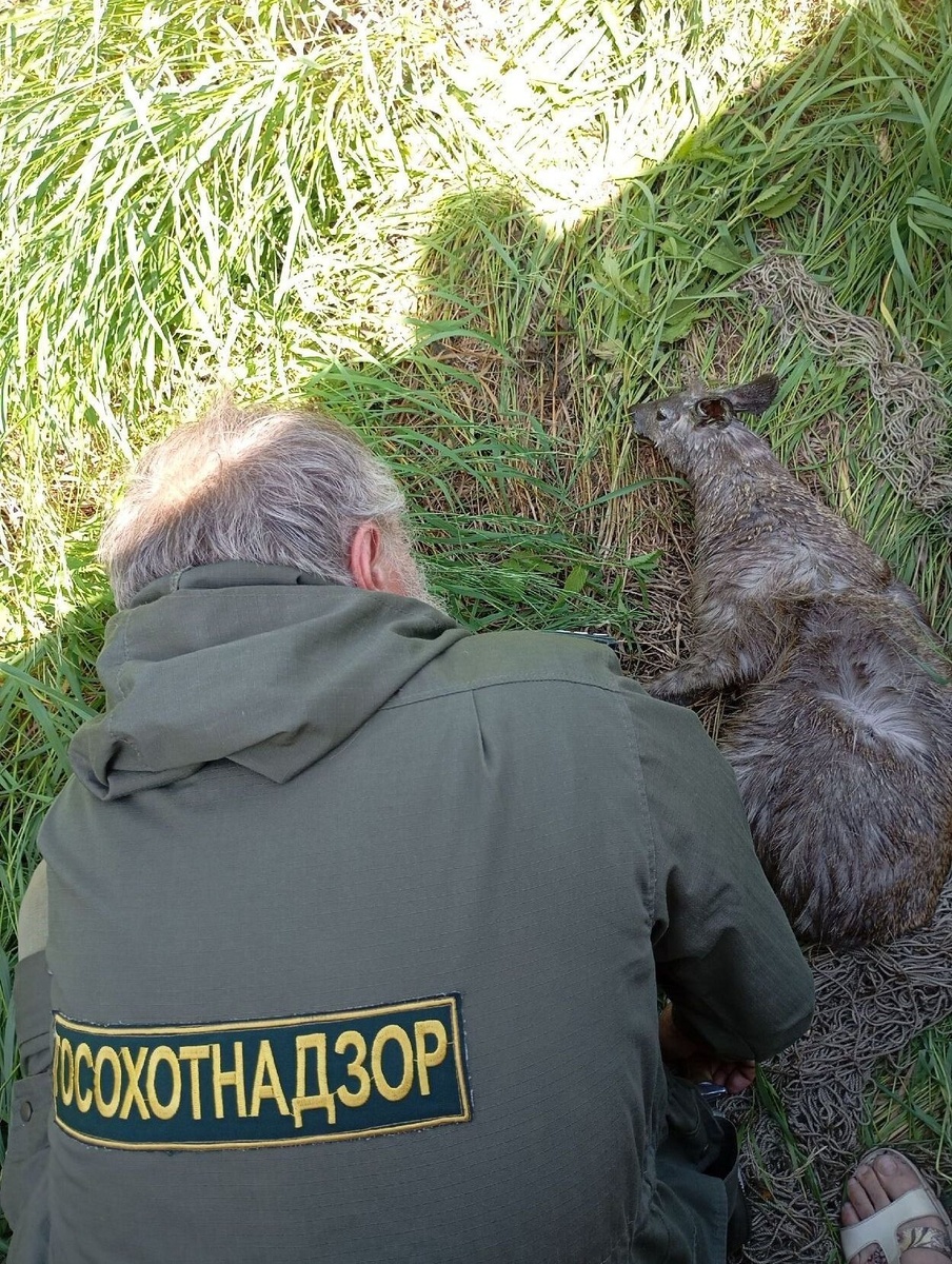 © Фото: t.me/Ohotnadzor38