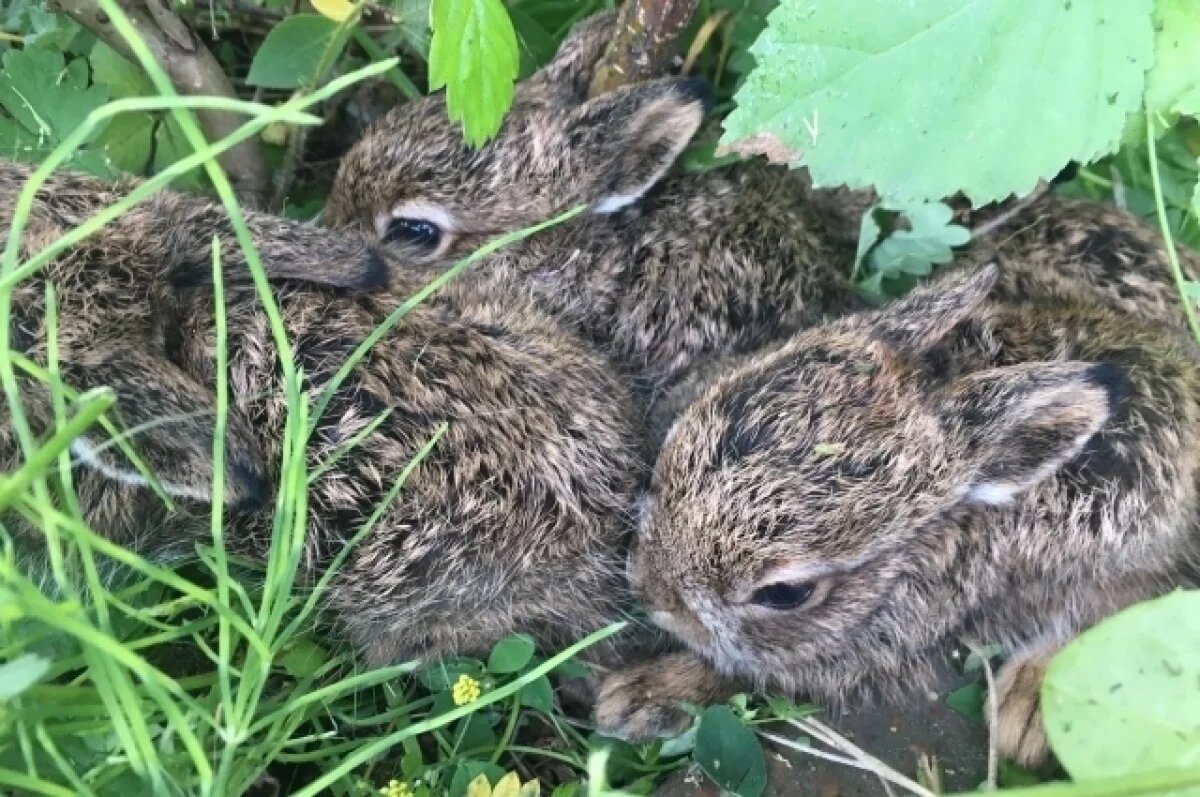   В Прикамье заводчане спасли семью зайчат, прятавшихся в траве при покосе