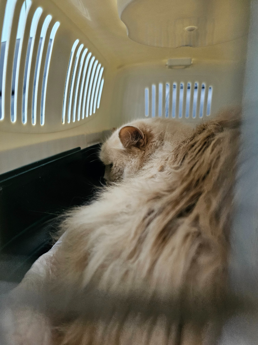 Принесли на усыпление