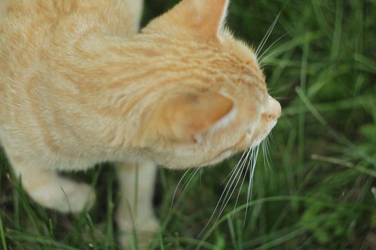 Фото автора. Canon 600d + Helios 44-2