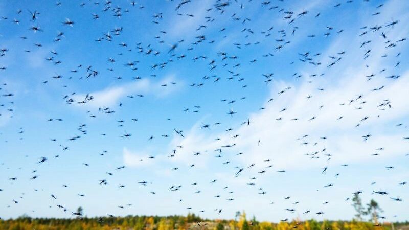    Фото: Maximillian cabinet/Shutterstock/Fotodom