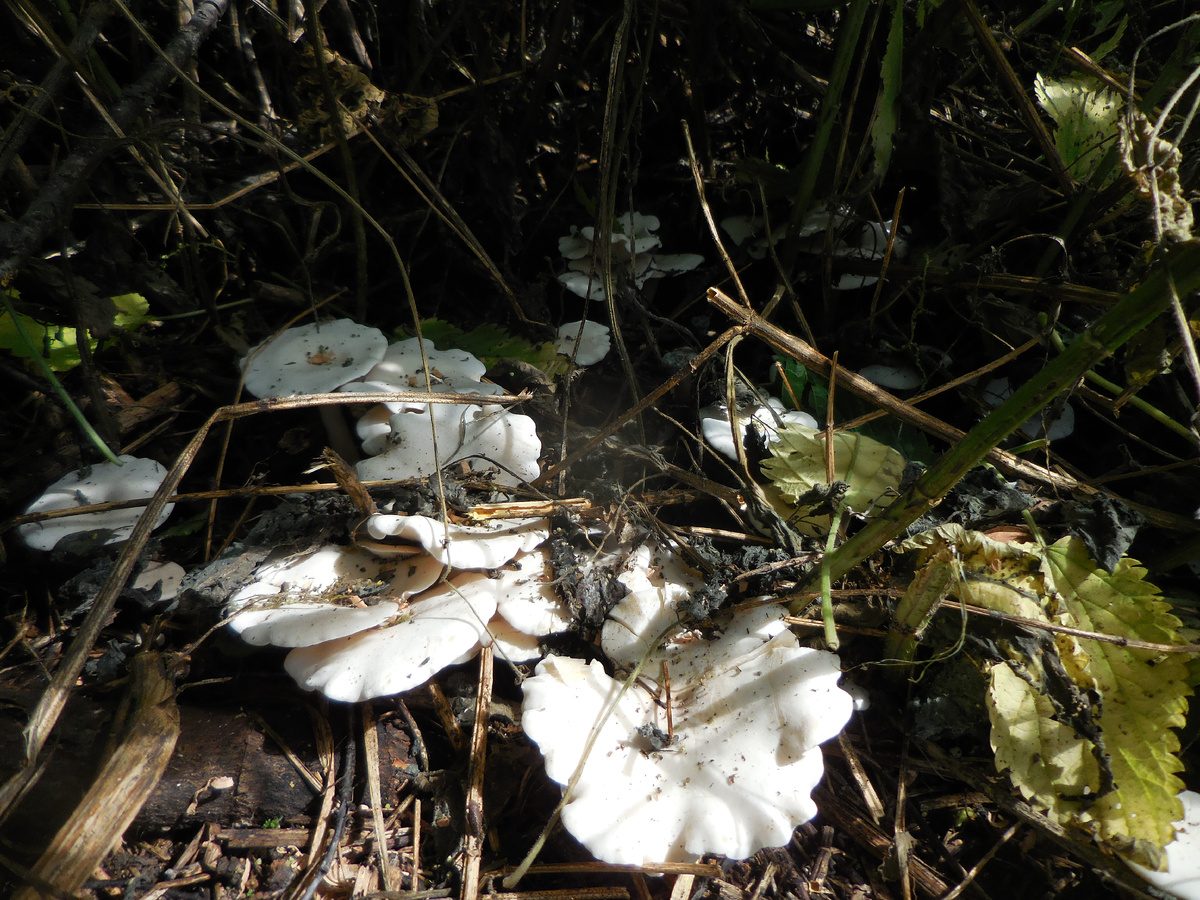 Вот такие красавчики выросли в зарослях крапивы!