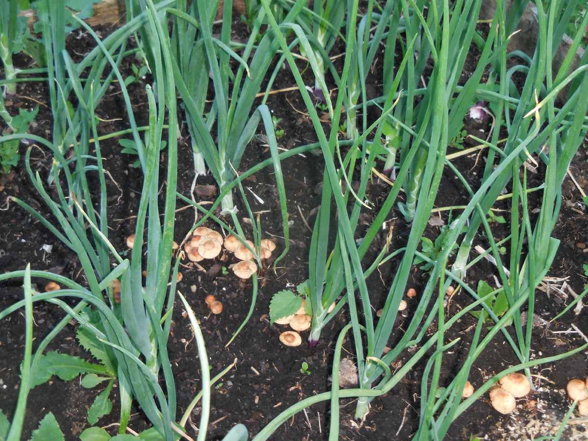Небольшие плотненькие грибочки в грядке с ялтинским луком
