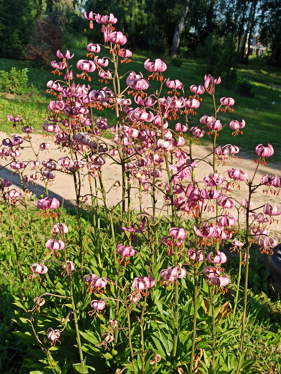 Прошлогоднее цветение на улице, видно что цветоносы низенькие. 