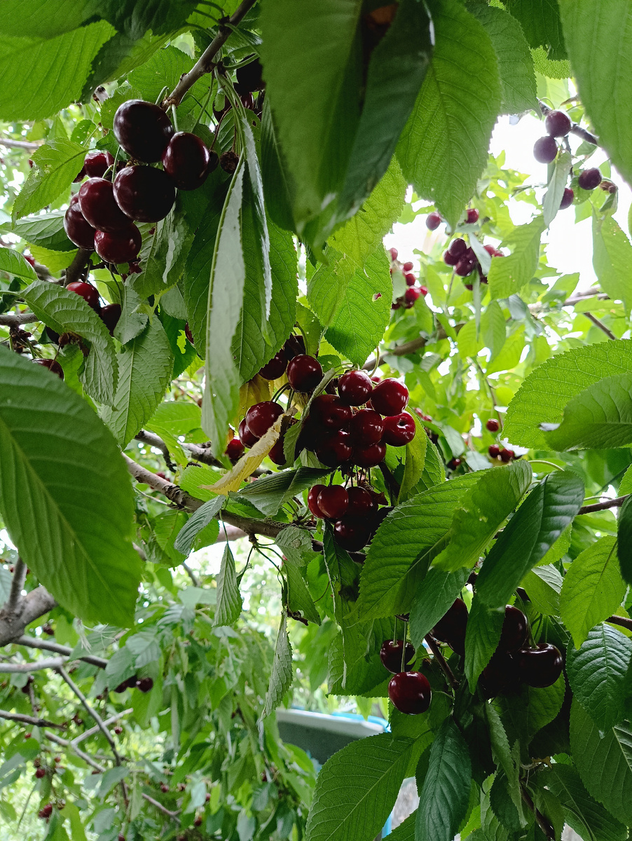 Урожай черешни