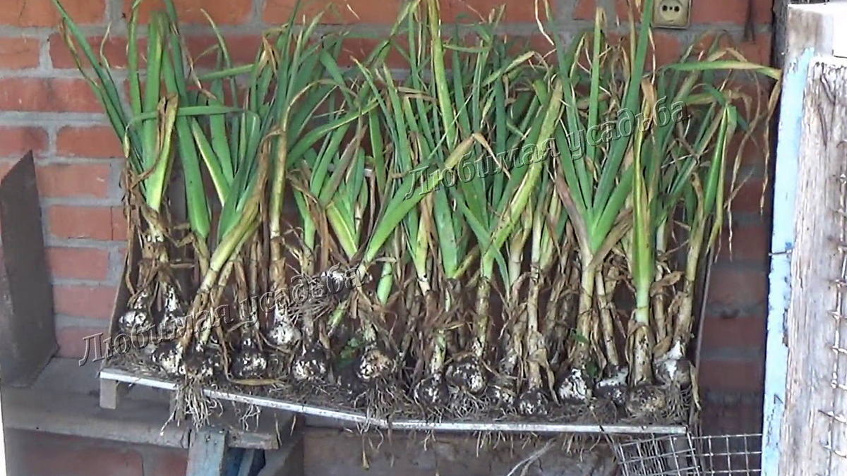 Раскладываю чеснок любым способом, но обязательно разреженно и  на расстоянии от земли.