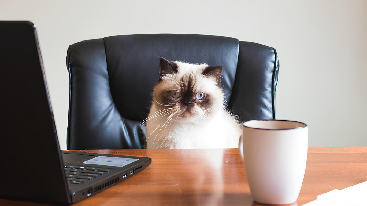 ©️ Фото из открытых источников Интернет