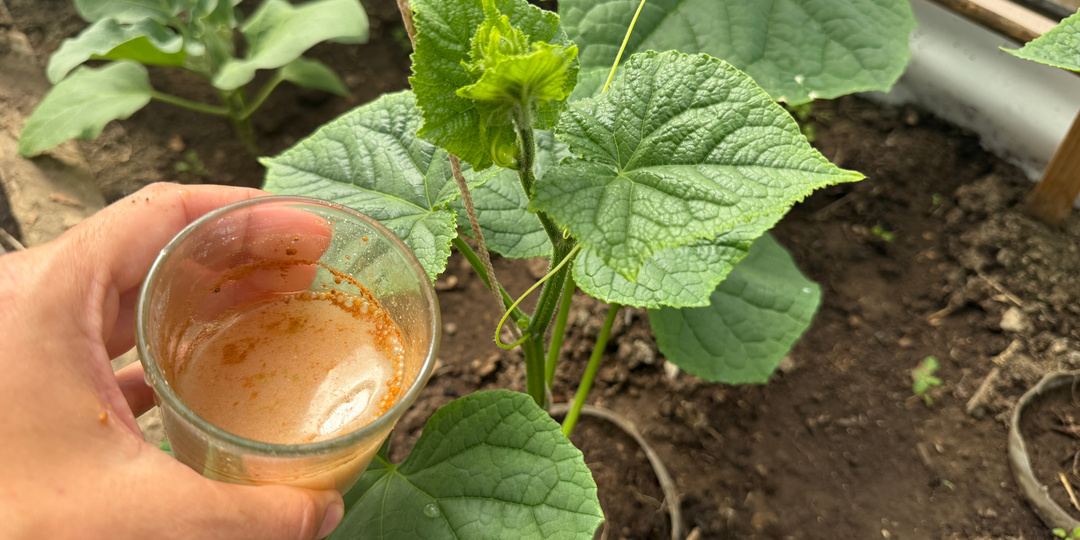 Налейте 1 стакан под огурцы и они мгновенно заплодоносят, завалят урожаем. Эффективная народная подкормка